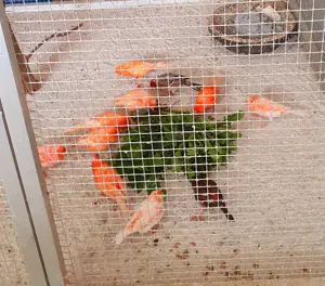 Sehr Farblich Intensive Kanarienvögel Hähne  Bild 3