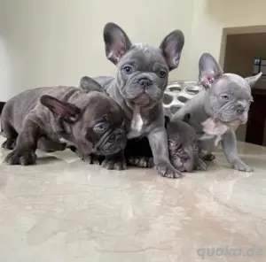 Französische Bulldogge welpen