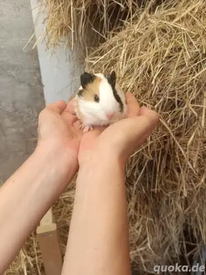 junges Meerschweinchen 