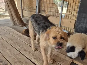 Rüde 107407 sucht seine Menschen Bild 2