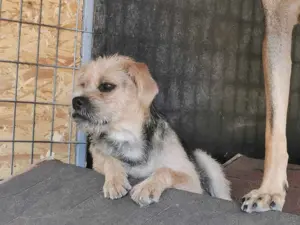 Rüde 107407 sucht seine Menschen Bild 5