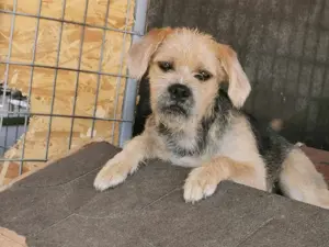 Rüde 107407 sucht seine Menschen