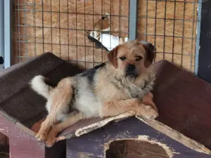 Rüde 107407 sucht seine Menschen Bild 4