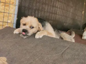 Rüde 107407 sucht seine Menschen Bild 3