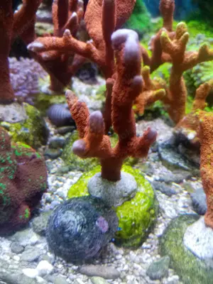 Schöne Ableger Korallen, Rotalge, Meerwasser Salzwasser Aquarium, Versand !! Bild 4