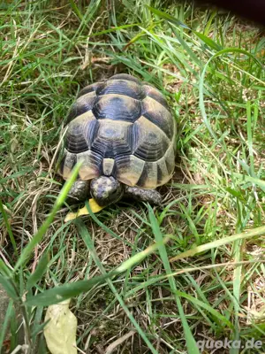 Maurische Landschildkröte 2020