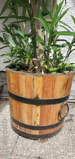 Oleander rosa blühend Bild 4