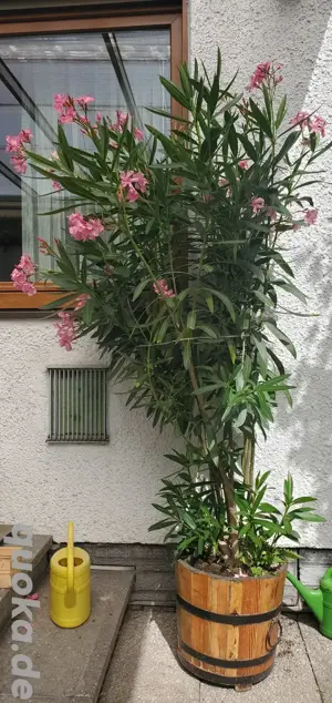 Oleander rosa blühend