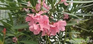 Oleander rosa blühend Bild 5