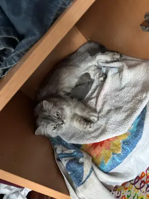 zwei sehr kleine katzen 