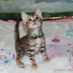 Bengalkätzchen abzugeben.WhatsApp (15510055069)