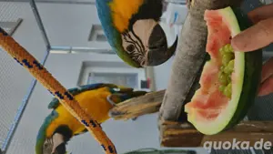 Ara Papagei Gelbbrustar 