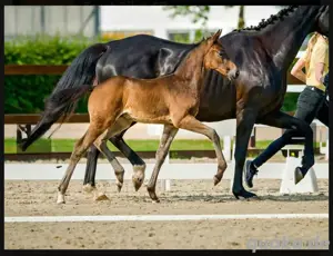 bewegungsstarkes Rapp- Hengstfohlen Bild 2