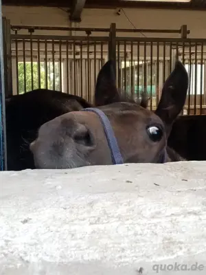 bewegungsstarkes Rapp- Hengstfohlen Bild 4