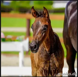 bewegungsstarkes Rapp- Hengstfohlen Bild 3