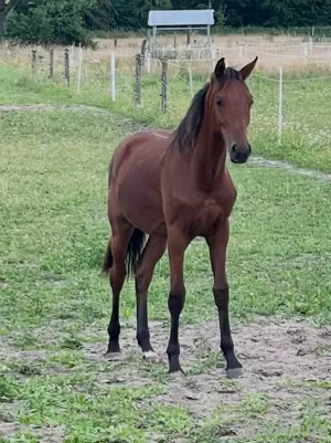 Eyecatcher! Hannoveraner Wallach 2023 Bild 3