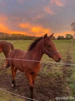 Eyecatcher! Hannoveraner Wallach 2023 Bild 2