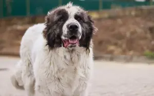 Punktnase Gracie sucht ein Sofa zum kuscheln. Bild 14