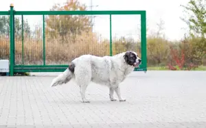 Punktnase Gracie sucht ein Sofa zum kuscheln. Bild 19