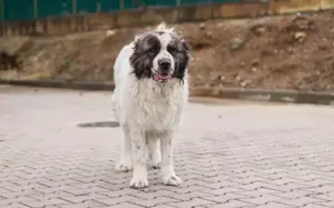 Punktnase Gracie sucht ein Sofa zum kuscheln. Bild 17