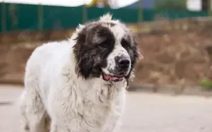 Punktnase Gracie sucht ein Sofa zum kuscheln. Bild 16