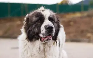 Punktnase Gracie sucht ein Sofa zum kuscheln. Bild 13