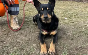 Sami: ein absoluter Traumhund