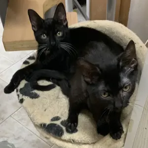 Katzenkinder suchen ein gemeinsames liebevolles Zuhause in Wohnungshaltung 