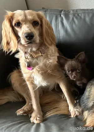 Hündin sucht Traumzuhause