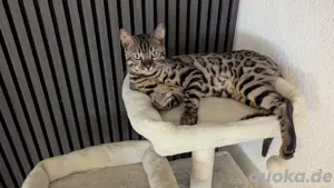 Bengal Deckkater