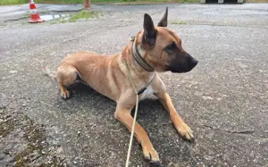 Creo sucht sein Traumzuhause