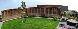 Nymphensittich Hahn Bild 4