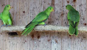 Rotflugelsittiche mit DNA.