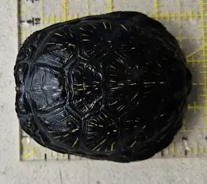 Emys Orbicularis aus 2021