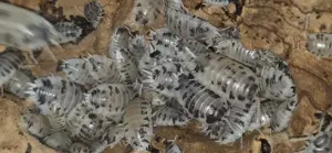 Porcellio laevis "Panda Asseln" Bild 2