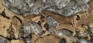 Porcellio laevis "Panda Asseln" Bild 3