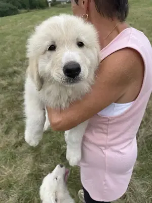 Pyrenäenberghund Welpen sind mit 12 Wochen auszugsbereit