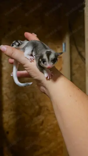 Sugar Glider Joeys mit TPG Registrierung 