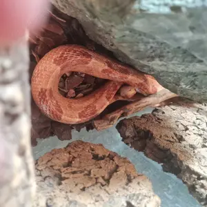 2 Kornnattern mit Terrarium 