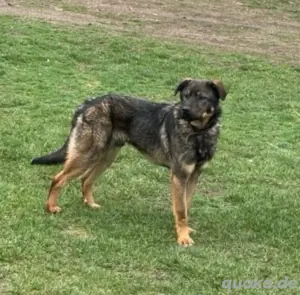 Harry ist ein sanftmütiger Riese der seine Menschen sucht *noch in Ungarn*