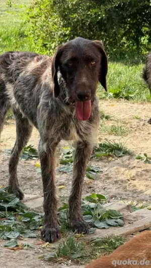 Foltos sucht ein tolles Zuhause mit Garten und aktive Menschen *noch in Ungarn*