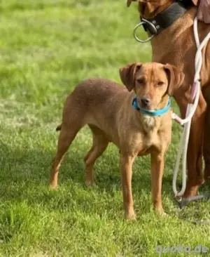 Die lebhafte Hera sucht ein wundervolles zu Hause *noch in Ungarn*