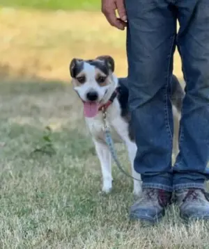 Die zauberhafte Polett sucht ein wundervolles Zuhause bei lieben Menschen *noch in Ungarn*