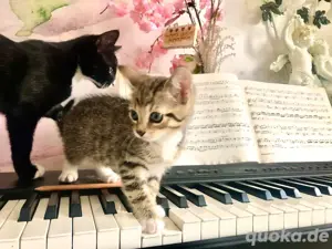 Kitten  Kätzchen BKH   OKH Rassemix 