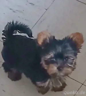 YorkshireTerrier mini Bild 3