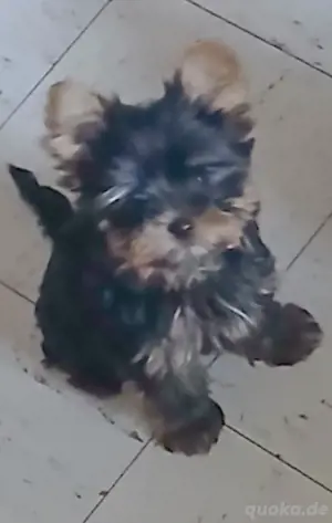 YorkshireTerrier mini Bild 2