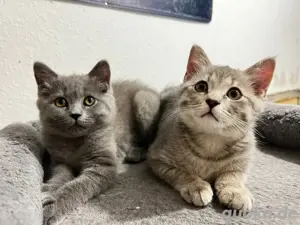 Zuckersüße BKH-Kitten mit viel Herz suchen liebevolles Zuhause   