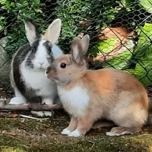 Nicki & Stella, 5 Monate - Zwergkaninchen - Tierhilfe Franken e.V.