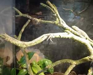 eurydactylodes occidentalis, 1.0, 2.0., Chamäleongecko