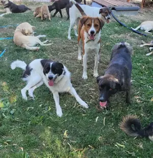 CHIPPO - möchte aufs Land ziehen (wartet in Rumänien) Bild 3